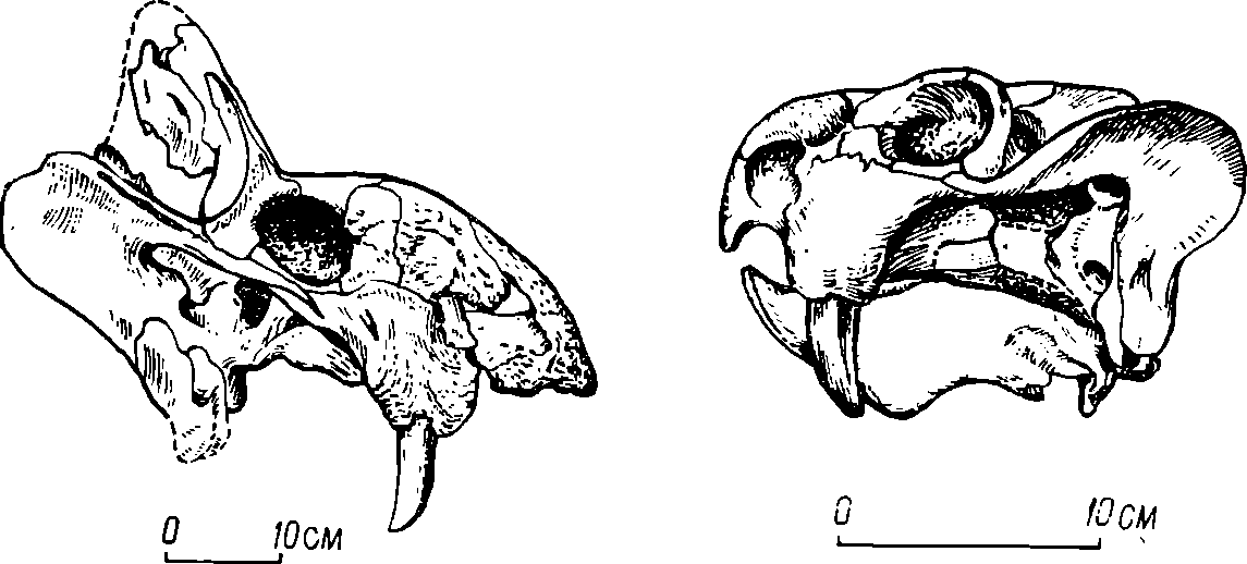 Черепа дицинодонтов, найденные в среднетриасовых отложениях Оренбургской области: слева — рабидозавра, справа — ринодицинодона