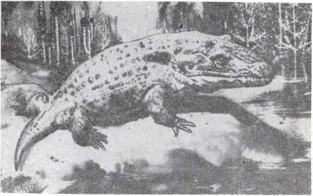 Мастодонзавр (по рисунку З. Буриана)