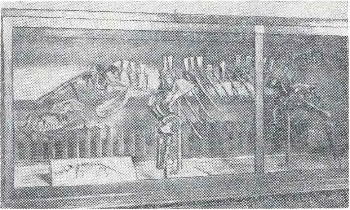 Найденный у села Рассыпного скелет эритрозуха в витрине Палеонтологического музея АН СССР в Москве