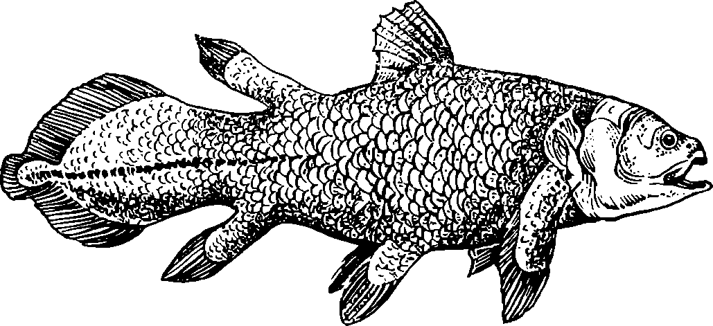 Современная кистеперая рыба латимерия