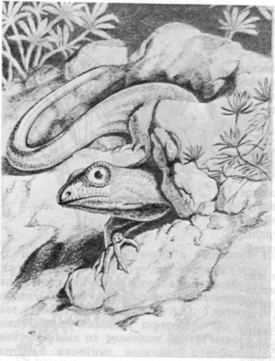 Рис. 54. Никтифрурет (Nyctiphruretus acudens Efremov). Реконструкция внешнего вида. Рис. А. Быстрова (И.А. Ефремов, 1940)