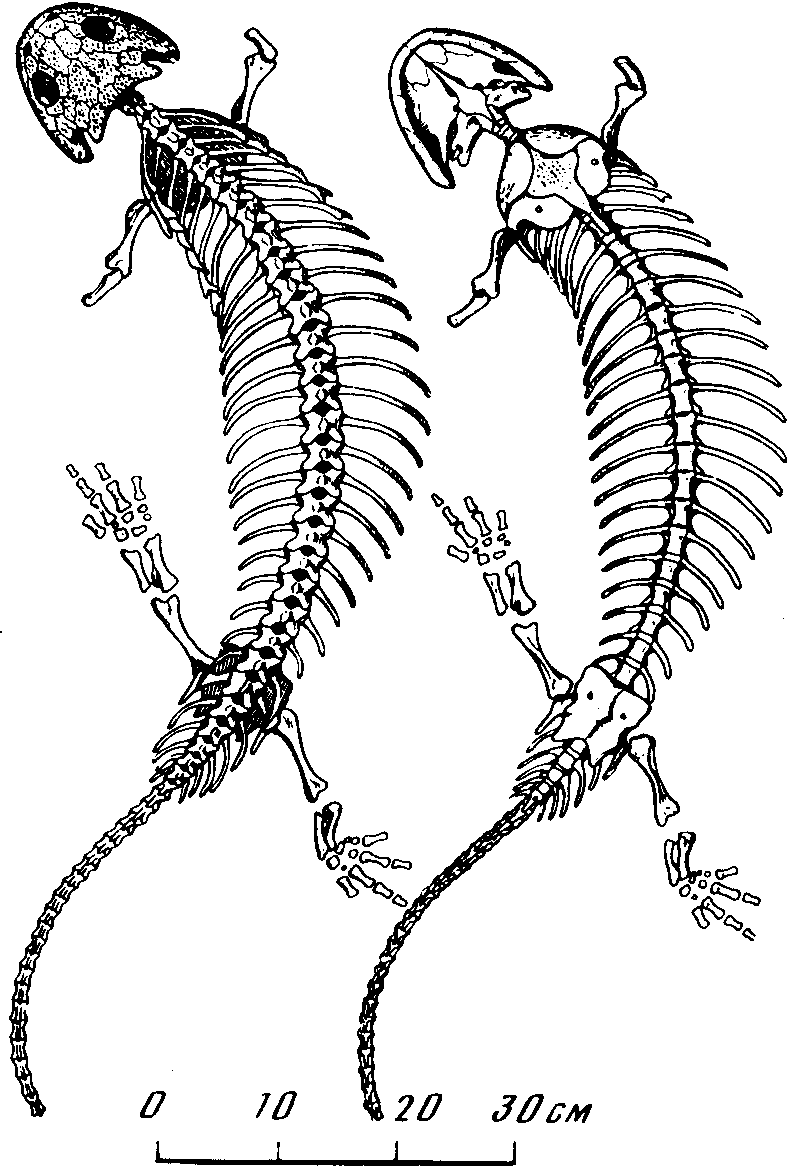 Рис. 59. Котлассия (Kotlassia prima Amalitzky). Скелет с черепом, вид сверху и снизу; Верхнепермские отложения Северной Двины (А.П. Быстров, 1944)