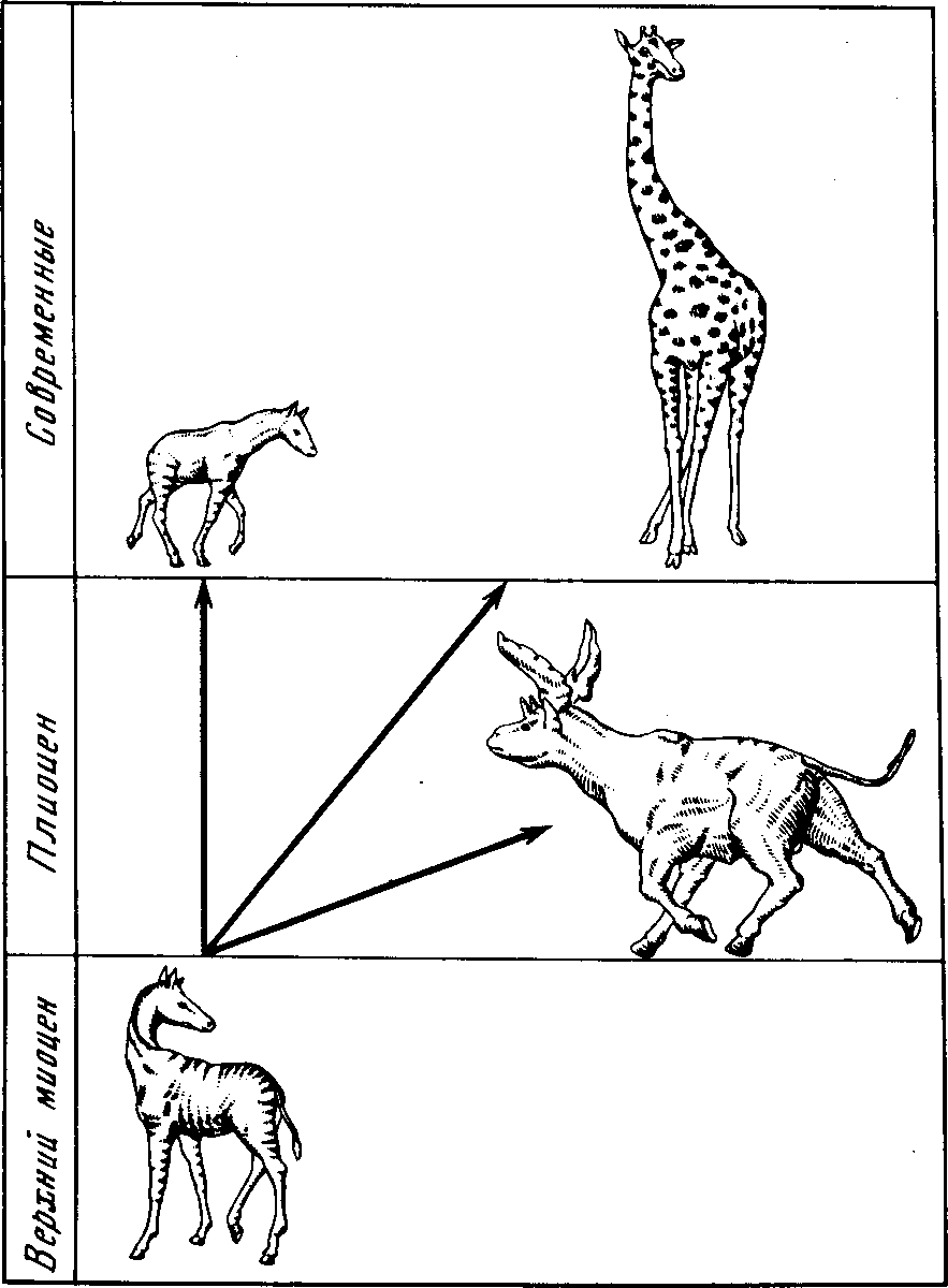 Рис. 6. Схема эволюции жираф (по Э. Кольберту). Верхний миоцен-нижний плиоцен — палеотрагус (Palaeotragus). Плиоцен — сиватерий (Sivatherium). Современные: окапи (Okapia) и камелопардалис (Camelopardalis)
