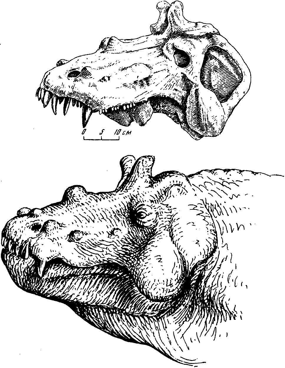 Рис. 72. Эстемменозух (Estemmenosuchus uralensis Tchudinov). Верхняя пермь, Очёр. Череп (А) и реконструкция головы (Б). Рис. К.К. Флерова