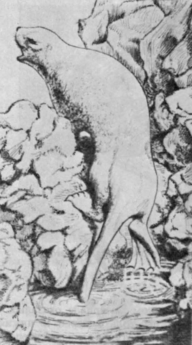 Рис. 12. Семантор (Semantor macrurus Orlov). Реконструкция внешнего вида Рис. А.П. Быстрова (Ю.А. Орлов, 1933)