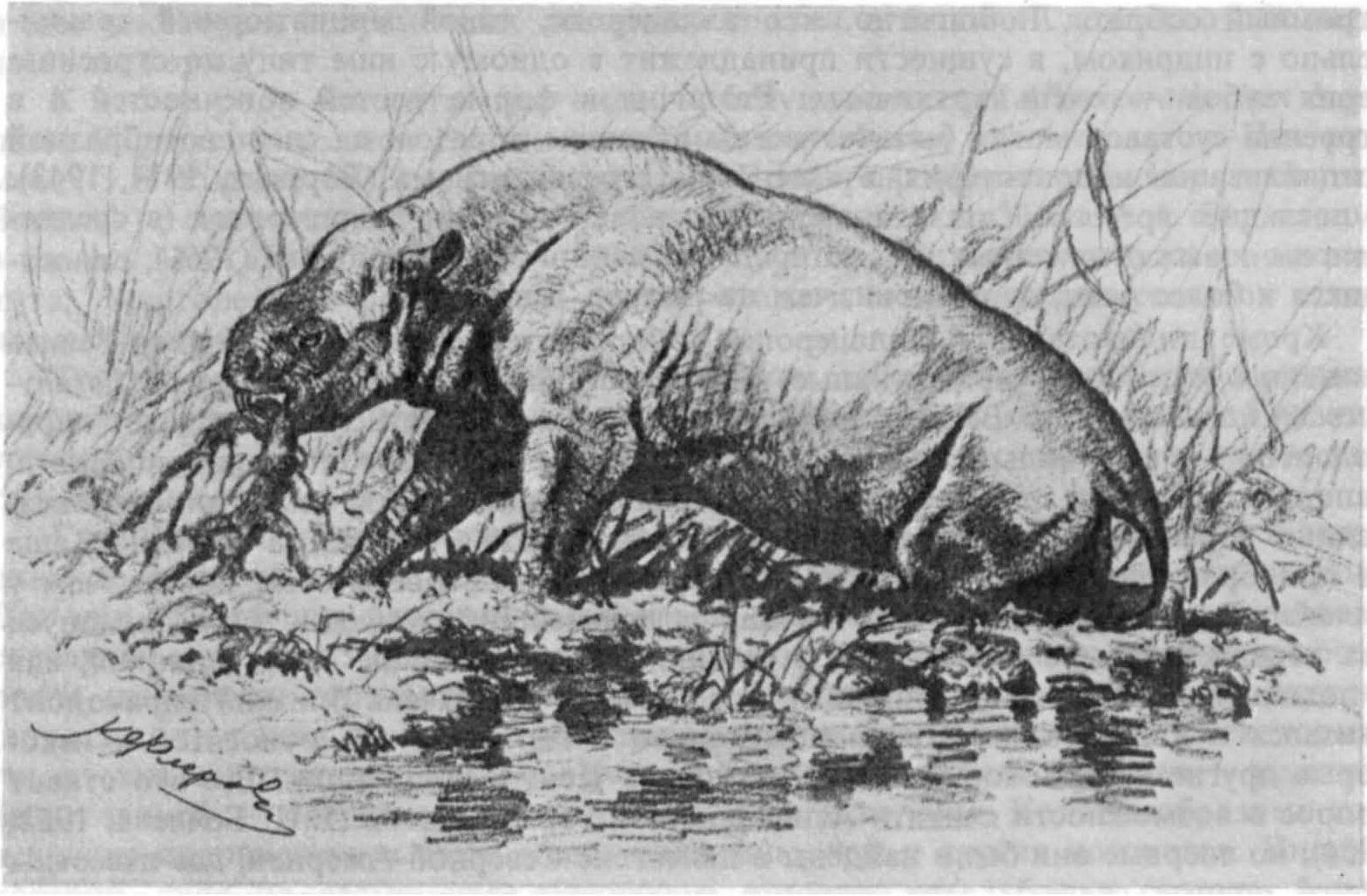 Рис. 21. Кадуркодон (Cadurcodon ardynensis Osborn). Реконструкция внешнего вида Рис. К.К. Флерова (В.И. Громова, 1954)