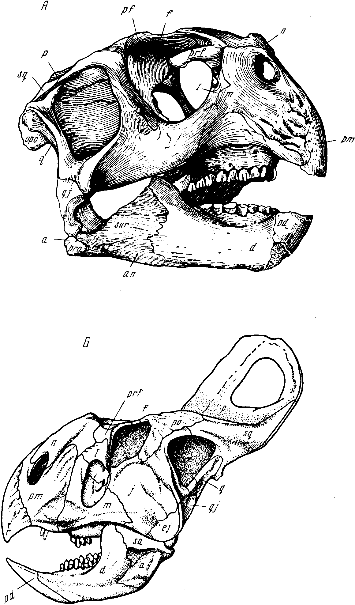Рис. 27. А — череп пситтакозавра (Psittacosaurus mongoliensis Osborn), вид сбоку по Чжао Си-цзинь, 1962); Б — череп протоцератопса (Protoceratops andrewsi Brown et Schlajkier, 1940). Нижний и верхний мел Баин-Дзак, Монголия