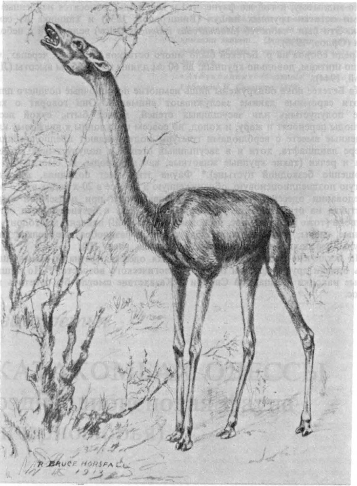 Рис. 2а. Жирафоподобный, вероятно листоядный, верблюд — Alticamelus altus. Реконструкция внешнего вида. Неоген Северной Америки (W.B. Scott, 1937)