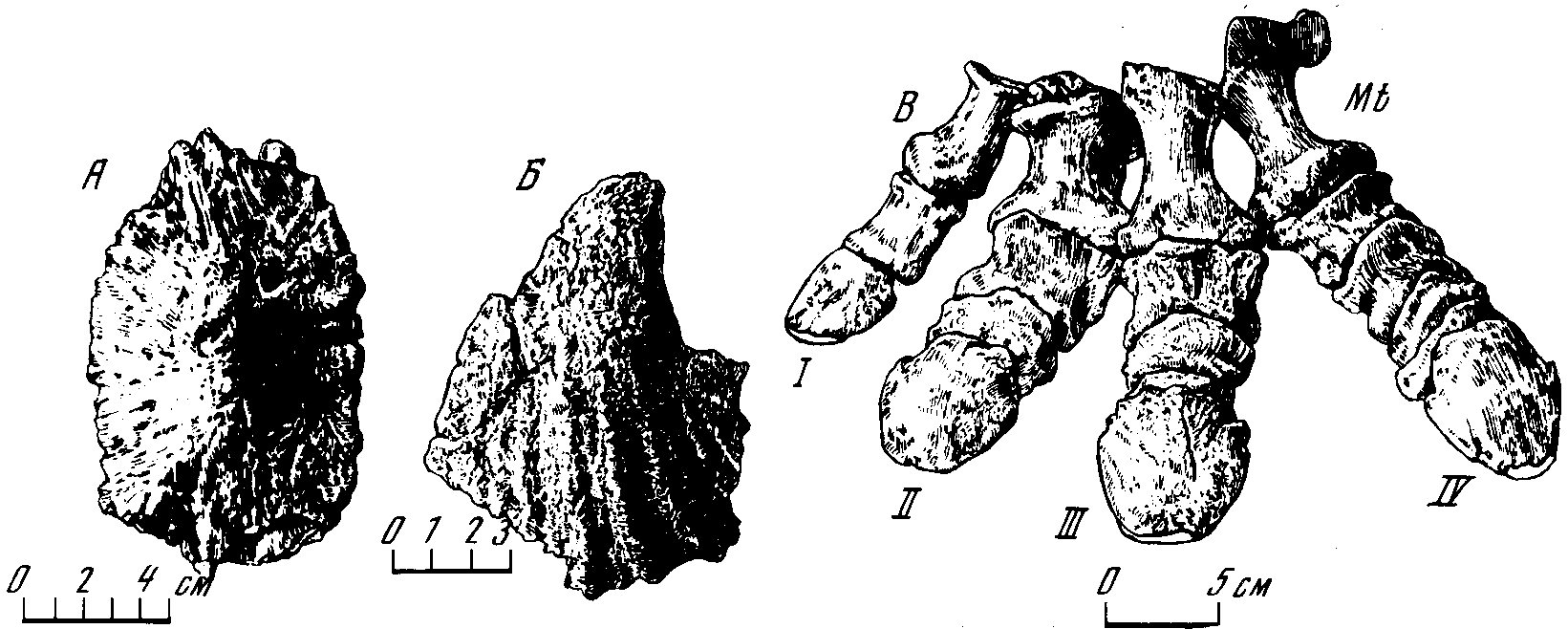 Рис. 33. Части скелета таларуруса (Talarurus plicatospineus Maleev). А — пластина, Б — шип панциря; В — стопа, вид сверху (5 фаланг в IV пальце, у рептилий он первично самый многофаланговый)