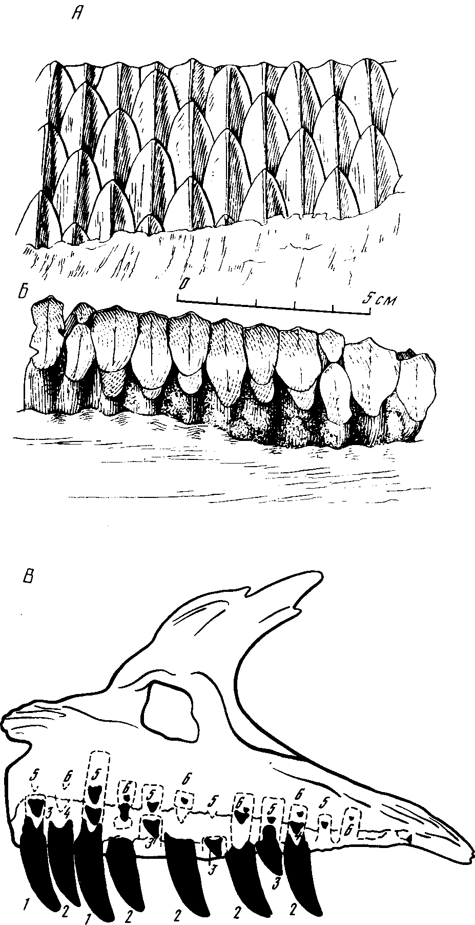 Рис. 36.Зубы динозавров. А — щечные зубы с язычной стороны зауролофа (Saurolophus angustirostris Rozhdestvensky); Б — жевательная поверхность, стертая косо наружу. Верхний мел. Нэмэгэту, Южная Гоби, Монголия; В — смена зубов у хищного динозавра антродемуса (Antrodemus). Нижний мел Северной Америки. Внутренняя сторона правой верхнечелюстной кости. Кинжаловидные зубы хищных динозавров слегка согнуты назад. Пунктиром схематично обозначены глубокие альвеолы для корней зубов и закладки замещающих зубов. Цифры указывают поколения, которым принадлежат зубы, и очередность смены; она начиналась с задних зубов и постепенно двигалась к переднему концу челюсти (Glenn Jepsen, 1964)