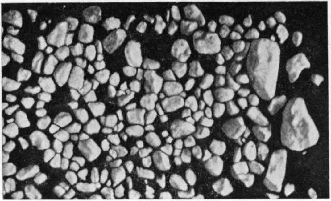Рис. XXXI. «Гастролиты плезиозавра (S.W. Williston, 1914)