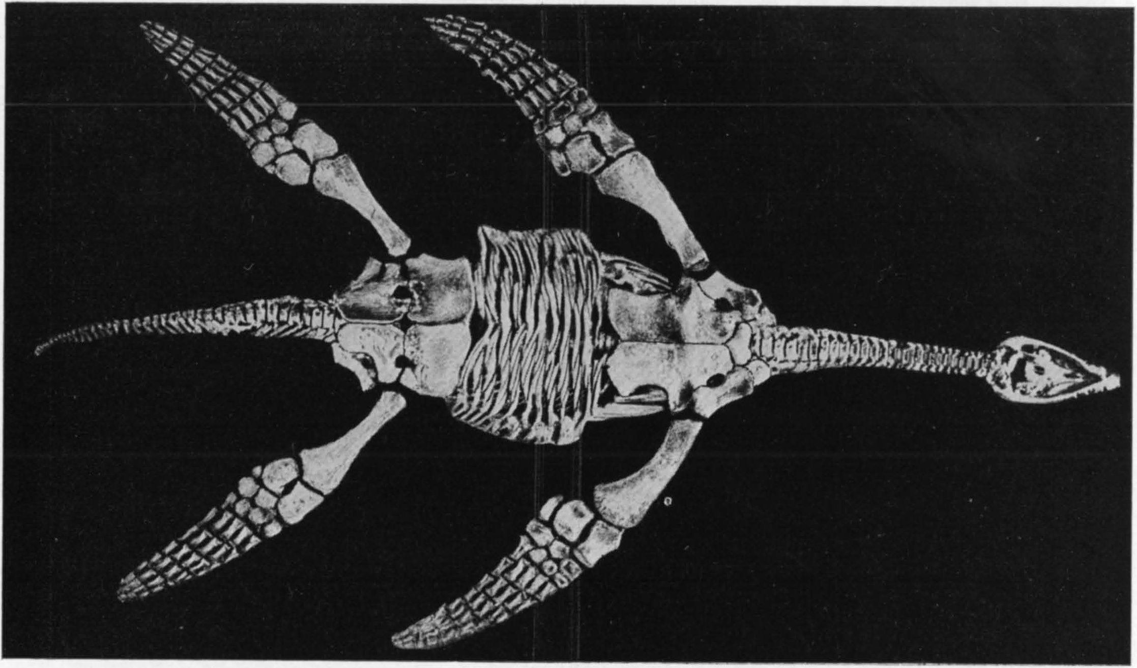 Рис. XXXV. Плезиозавр [Thaumatosaurus victor (E. Fraas)]. Нижняя юра. Хольцмаден, ФРГ. Вид снизу. Музей Штутгарта